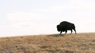 Bison Reintroduction at Wanuskewin [upl. by Lentha]