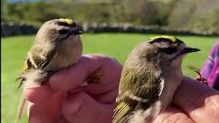 Goldencrowned Kinglets  Nature Near You [upl. by Brendin902]