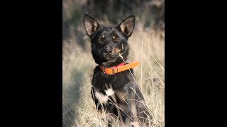 Wagner Jaxx Registered Australian Kelpie female DOB May 27 2013 [upl. by Rolyab]