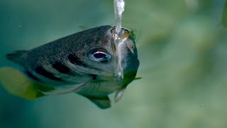 The Fish with Incredible Shooting Aim  Planet Earth III Behind the Scenes  BBC Earth [upl. by Egan]