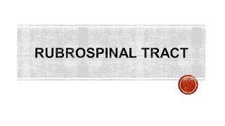 Rubrospinal tract [upl. by Held]