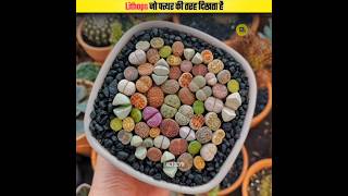 Lithops Plant जो पत्थर की तरह दिखता है 😱 shorts [upl. by Adnalro]