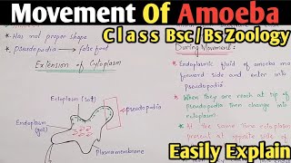 Amoeba Movement  Amoeboid Movement  Amoeba Moves Through Pseudopodia  Class Bsc amp Bs Zoology [upl. by Sesom]