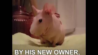 Hairless guinea pig goes from abandoned to internet famous [upl. by Nurse725]