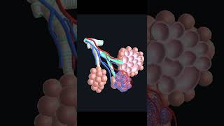 Breathe Easy Lung Anatomy [upl. by Schwarz]