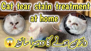 Persian cat eyes cleaning method Home remedies for cat tear stain cleaningHow to clean cats eyes [upl. by Nnelg285]