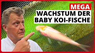 Die kleinen Koi sind jetzt schon über 45cm groß [upl. by Hankins]