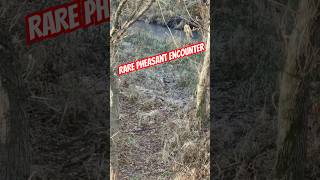 RARE Pheasant encounter while BOWHUNTING Missouri wildlife hunting [upl. by Niret]