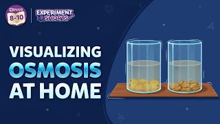 Visualizing Osmosis at Home  NCERT Class 9 Experiment  ExperimentShorts [upl. by Ita]