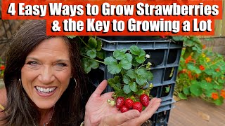 4 Ways to Grow Strawberries amp the Key to Growing a Lot [upl. by Brinna304]