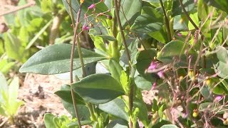 Beldroegão conheça a planta comestível rica em proteína [upl. by Deidre688]