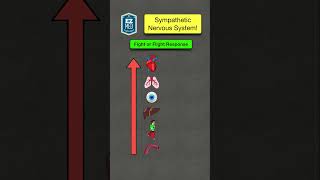 🔥 How to Remember the Sympathetic Nervous System in 60 SECONDS Fight or Flight Response [upl. by Llevram973]