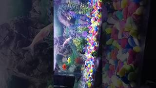 Fish love  Aquarium  fish fish aquarium aquariumfish fishtank fishing fishvideo shorts [upl. by Jasmin]