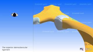 The Sternoclavicular Joint [upl. by Rossen]