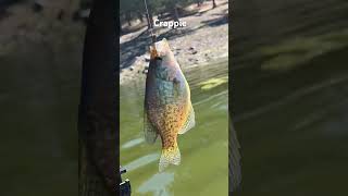 Ochoco reservoir crappie fishing kayak [upl. by Enomrej]