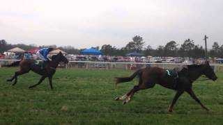 Jockeyless horse beats other horses at steeplechase in Aiken [upl. by Micheal]