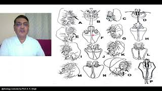 Taxonomic Characters Morphology to Molecular [upl. by Yoreel]