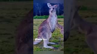 Is muscle flexing of kangaroo attracts female kangaroofacts shorts [upl. by Brunelle512]