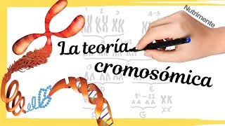 La Teoría Cromosómica de la Herencia [upl. by Llesram602]