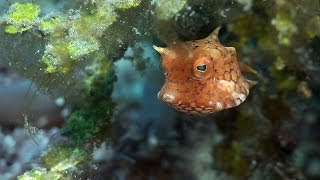 Mucky Secrets  Part 12  Boxfishes Puffers amp Porcupinefishes  Lembeh Strait [upl. by Asante327]