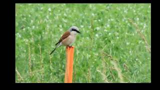 Gąsiorek  Lanius collurio  Redbacked Shrike [upl. by Riocard]