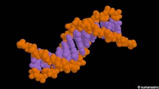 DNA structure Animation [upl. by Epstein976]