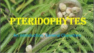 Pteridophytes  Vascular cryptogams An Introduction General Characters HPU BSc 1st Year [upl. by Amme]