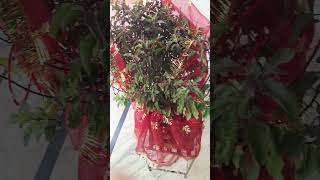 Tulsi Mata ❤️ viral 💕 trending 🎆 🎇 😆 [upl. by Valdis]