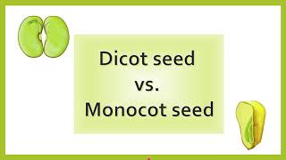 Difference between Dicot Seed and Monocot Seed  AL biology [upl. by Matelda]