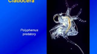 Limnology  Zooplankton Diversity amp Ecology [upl. by Elatia275]