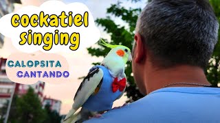 Best Cockatiel singing collection 2 hours 4K video Background [upl. by Kiefer]