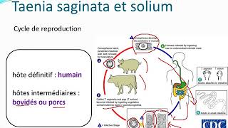 Chapitre 10 Parasitologie partie 31Les cestodes [upl. by Ecienahs]