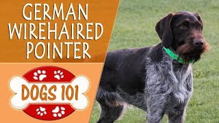 Dogs 101  GERMAN WIREHAIRED POINTER  Top Dog Facts About the GERMAN WIREHAIRED POINTER [upl. by Arihsaj655]