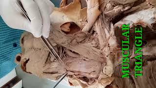 DISSECTION OF NECK PART1  BOUNDARIES OF ANTERIOR TRIANGLE OF NECK  BY DR MITESH DAVE [upl. by Keel]