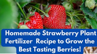 Homemade Strawberry Plant Fertilizer Recipe to Grow the Best Tasting Berries [upl. by Mosby]