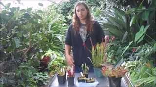 How to Grow Sarracenia North American Pitcher Plants [upl. by Nylcsoj]