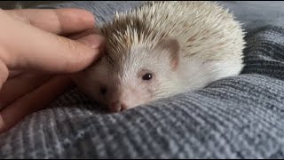 This Hedgehog is so Snuggy [upl. by Lucita224]