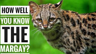 Margay  Description Characteristics and Facts [upl. by Trainer]