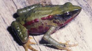 Atelopus Guaramacal [upl. by Portie]