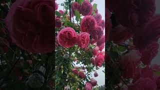 Pretty in Pink Eden 💗 Climbing Rose [upl. by Rennat]