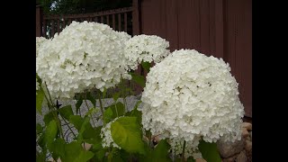 Pruning Annabelle Hydrangea [upl. by Lleze]