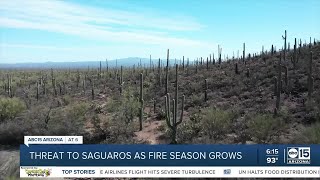 Saguaros and native plants threatened by wildfires and invasive species [upl. by Nuhsyar5]