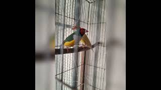 Gouldian finch breeding birdsstorychannel [upl. by Humphrey]