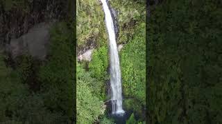 Levada Do Caldeirao Verde Madeira PR9 travel madeira hiking waterfall jungle dji drone [upl. by Ardnuhsor]