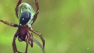 Incredible This Underwater Spider Has an Actual Scuba Tank [upl. by Vinnie906]