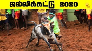 ஜல்லிக்கட்டு 2020  Trichy Manapparai Jallikattu 2020  Jallikattu  Jallikattu Highlights [upl. by Legyn]