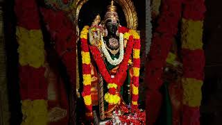 Muruga velmuruga tamildevotionalsongs tamilkadavulmuruga muruganbakthisongs pearl8594 [upl. by Ykcor889]