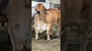 Hefty Red Brahman Cow VL Elena 735 from Sadeeq Agro 2024 [upl. by Llenrahc]