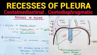 Recesses of Pleura  Pleura Anatomy 35  Thorax Anatomy [upl. by Pattie493]