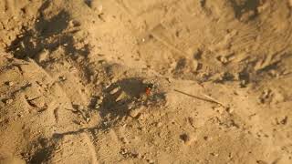 Crab Spider gets eaten by a lizard at Arroyo Verde Park Ventura California [upl. by Daniele250]